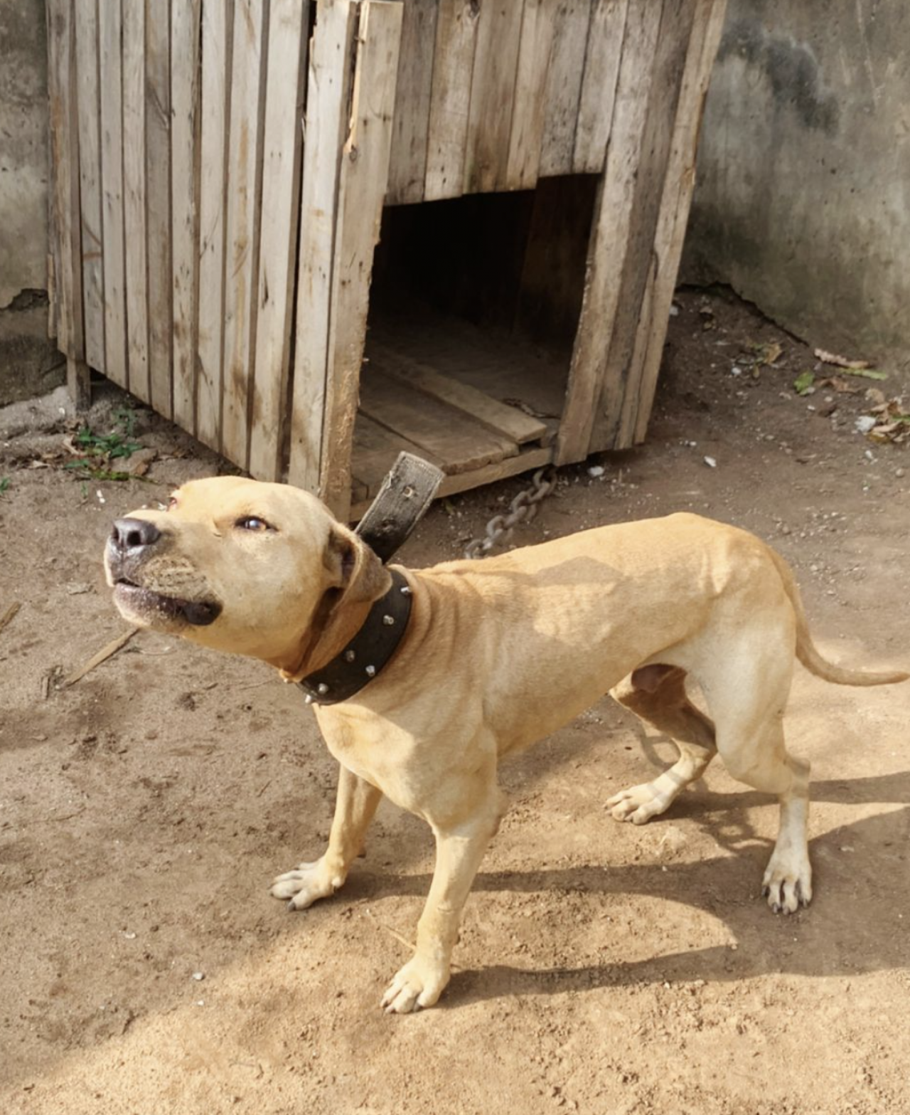 Photo of the dog