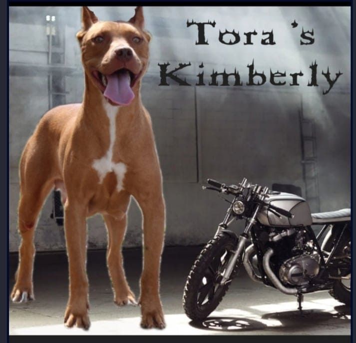 Photo of the dog
