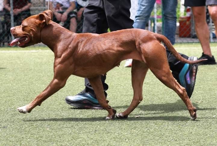 Photo of the dog