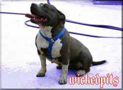 Photo of the dog