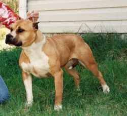 Photo of the dog