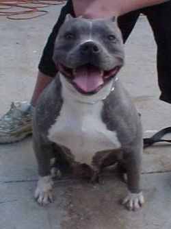 Photo of the dog