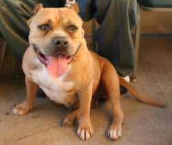 Photo of the dog
