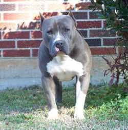 Photo of the dog