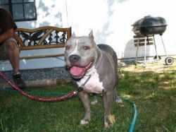 Photo of the dog