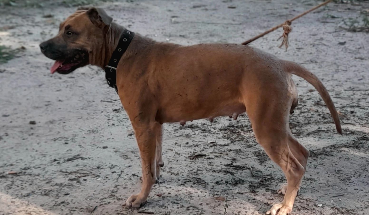Photo of the dog