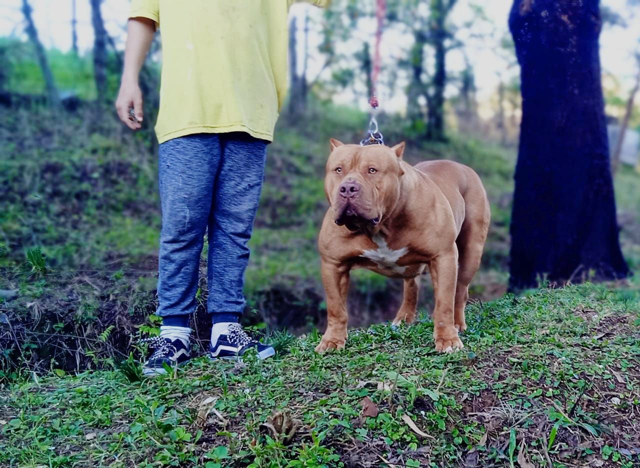 Photo of the dog