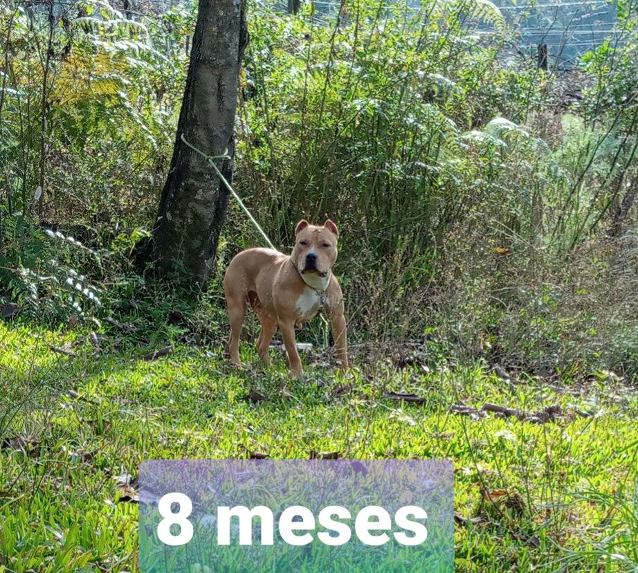 Photo of the dog