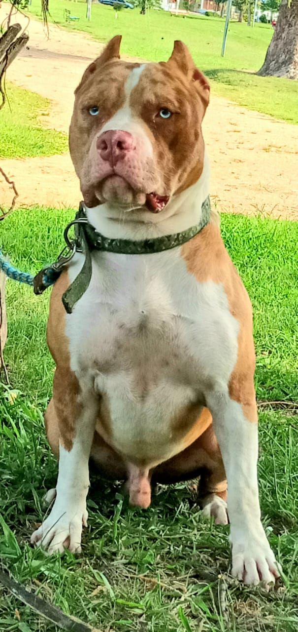 Photo of the dog