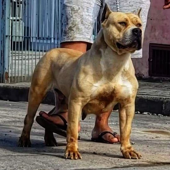 Photo of the dog