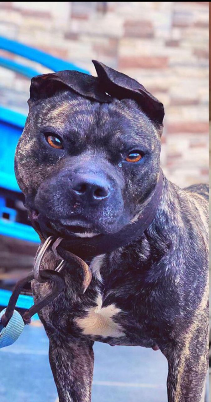 Photo of the dog