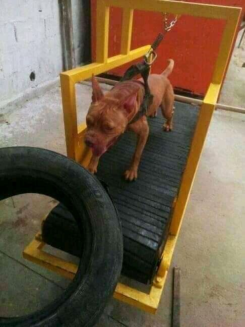 Photo of the dog