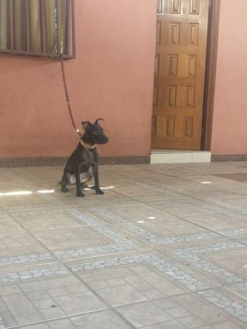 Photo of the dog