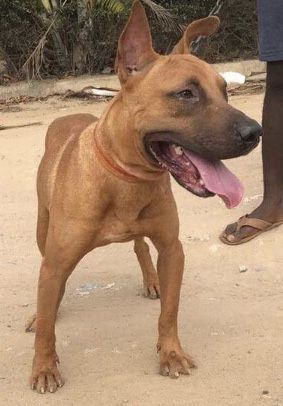 Photo of the dog