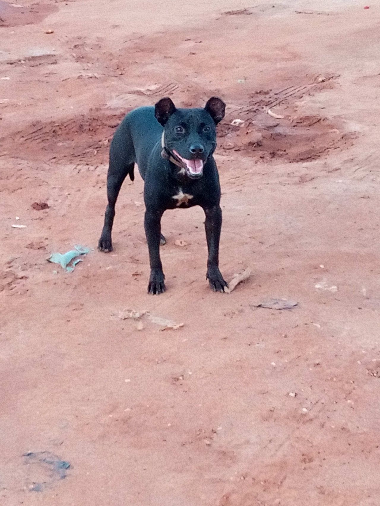 Photo of the dog