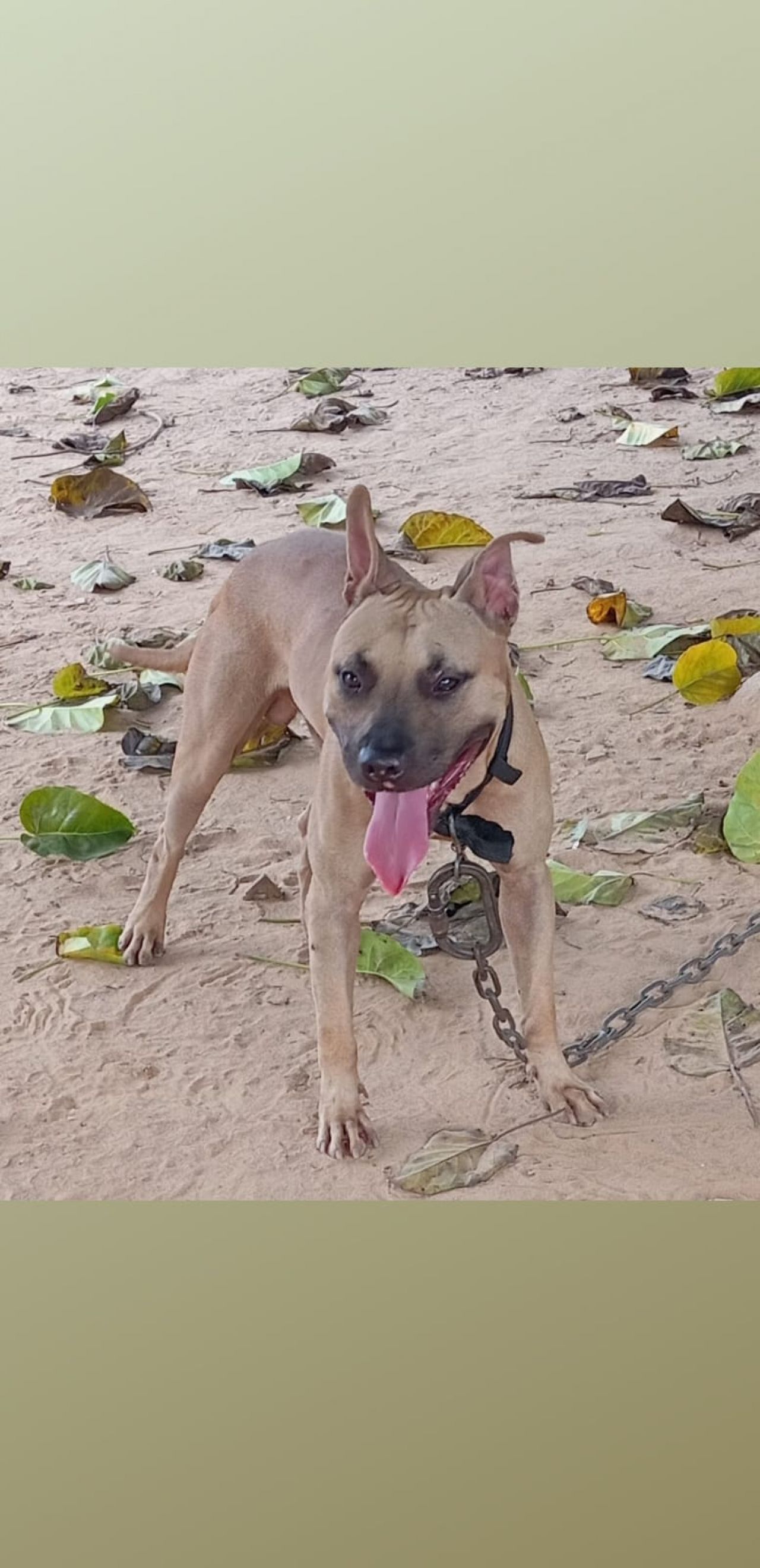 Photo of the dog