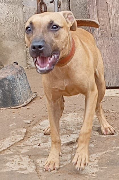 Photo of the dog