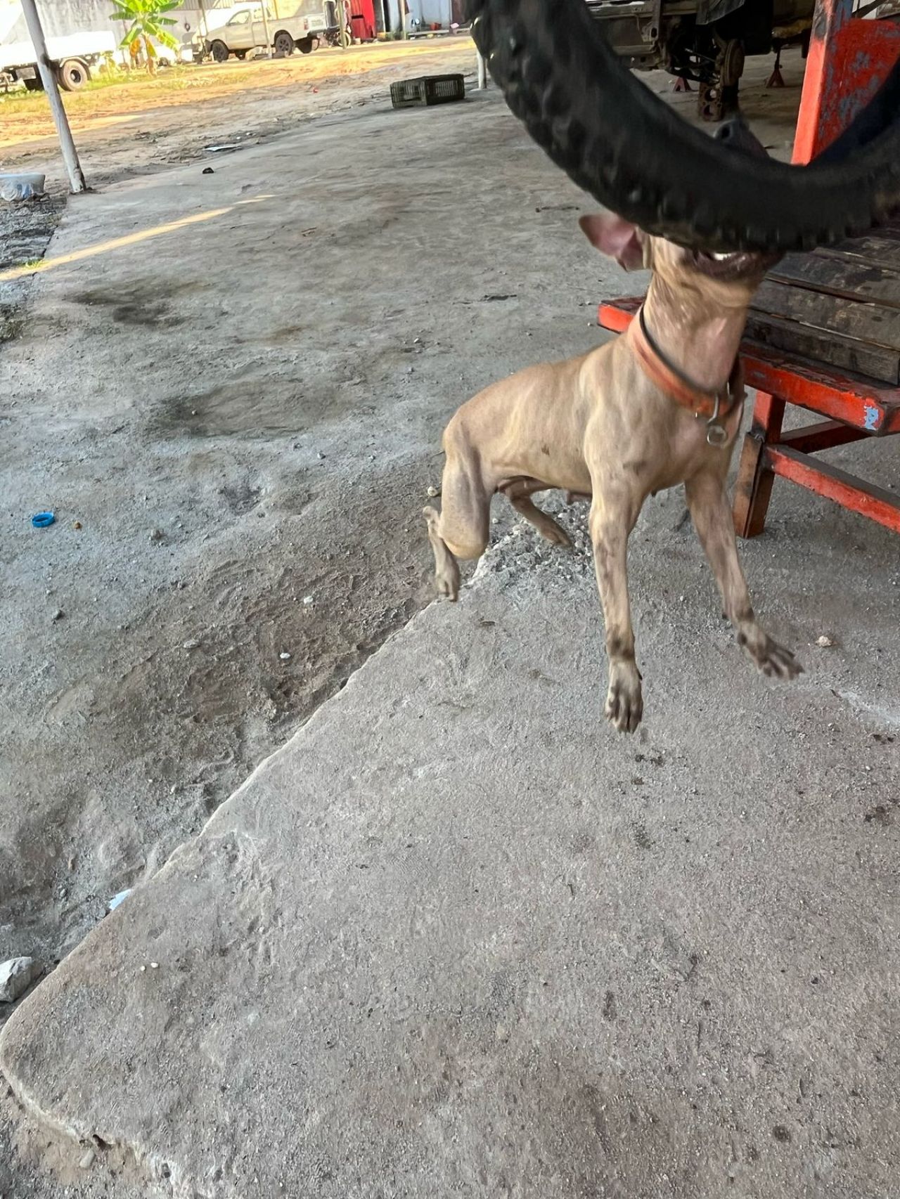 Photo of the dog
