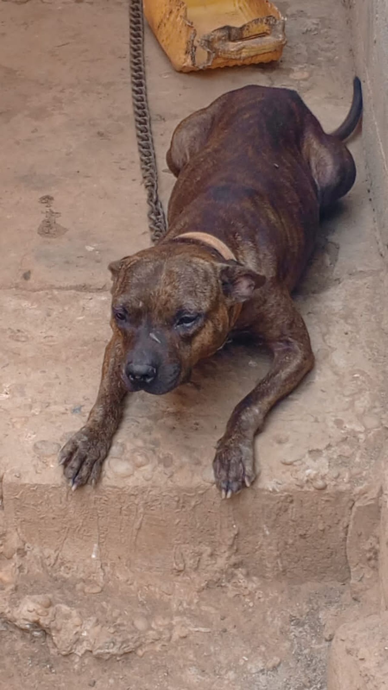Photo of the dog