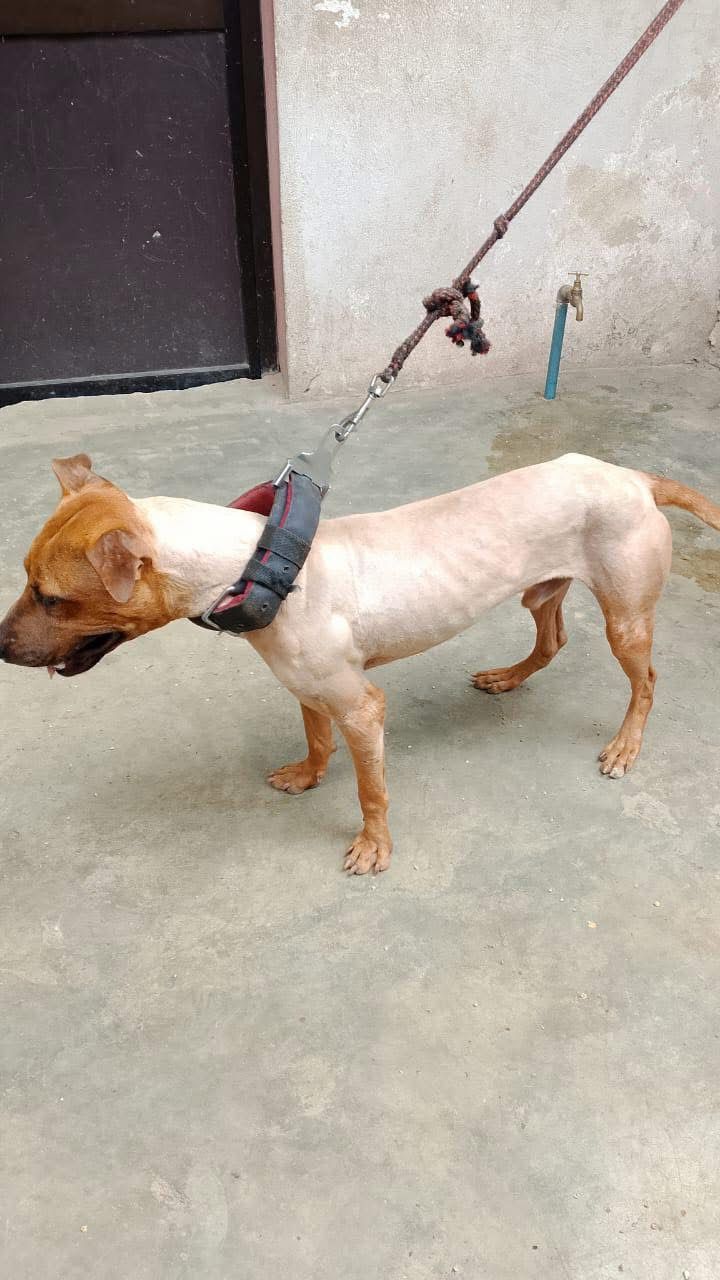 Photo of the dog