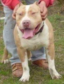 Photo of the dog