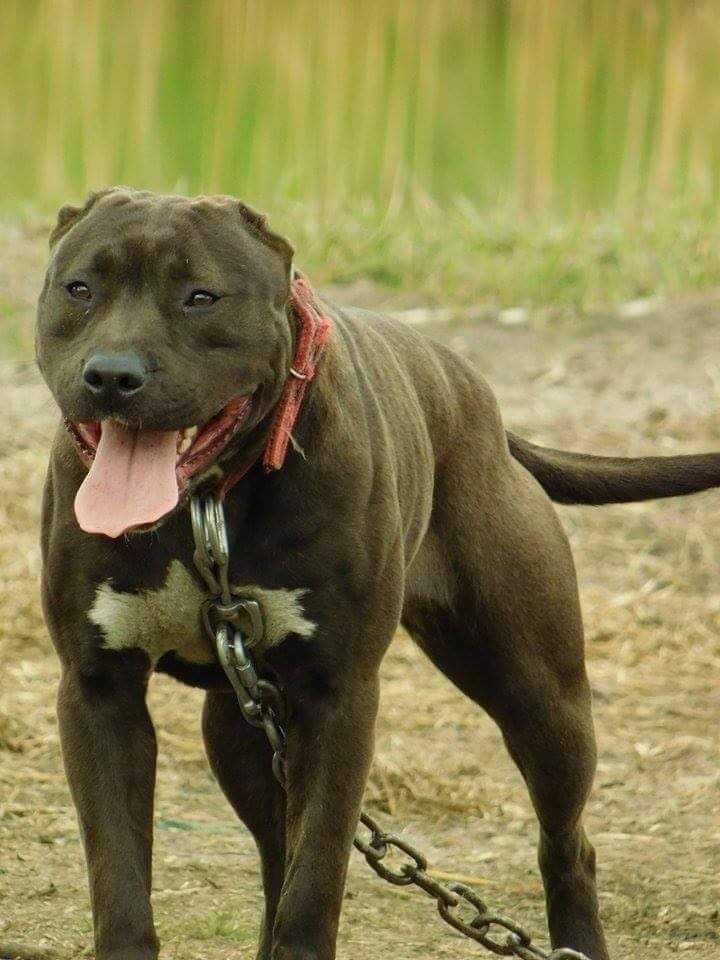 Photo of the dog