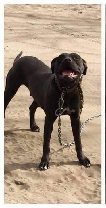 Photo of the dog