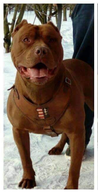 Photo of the dog