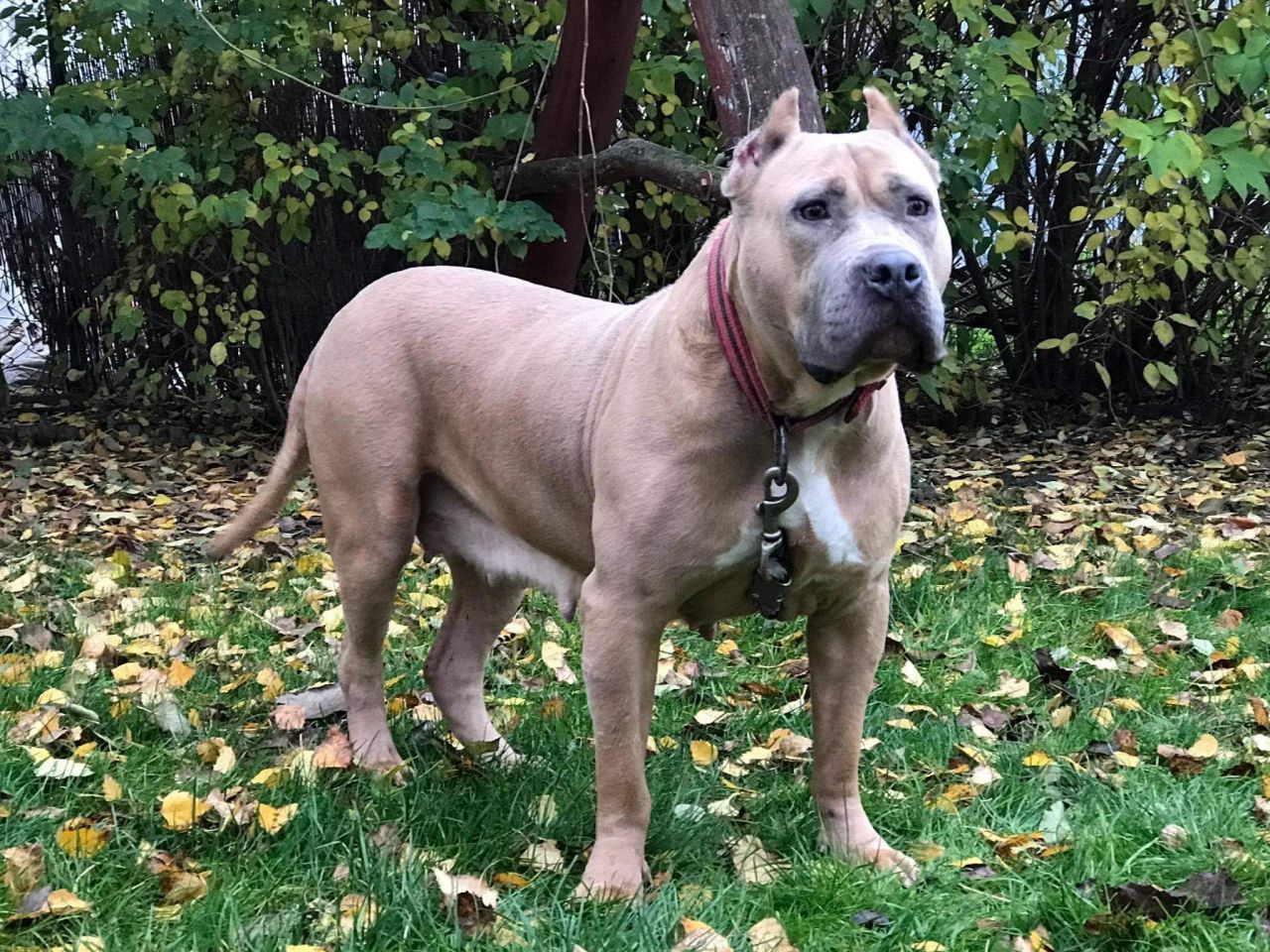 Photo of the dog