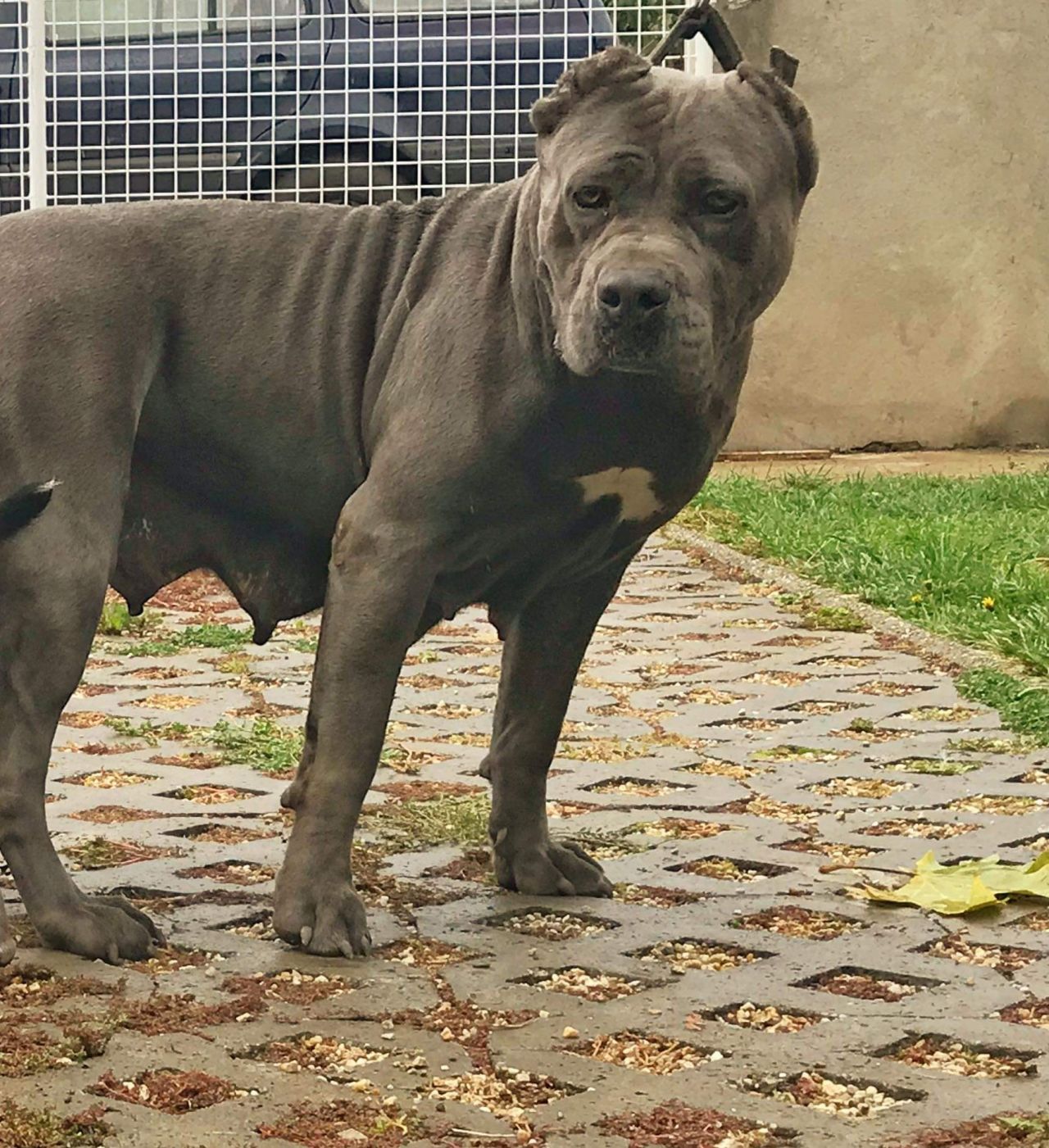 Photo of the dog