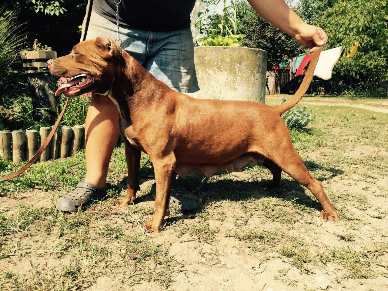 Photo of the dog