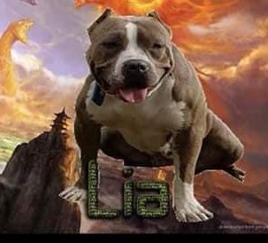 Photo of the dog