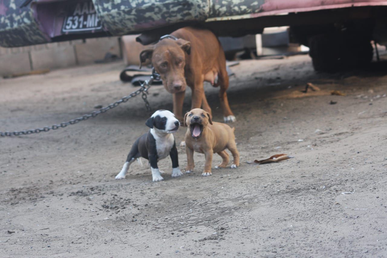 Photo of the dog