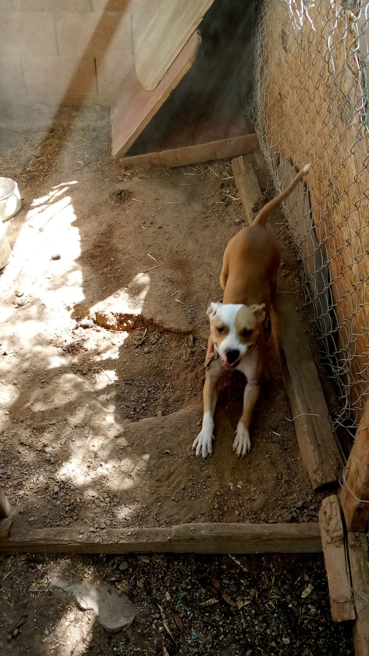 Photo of the dog