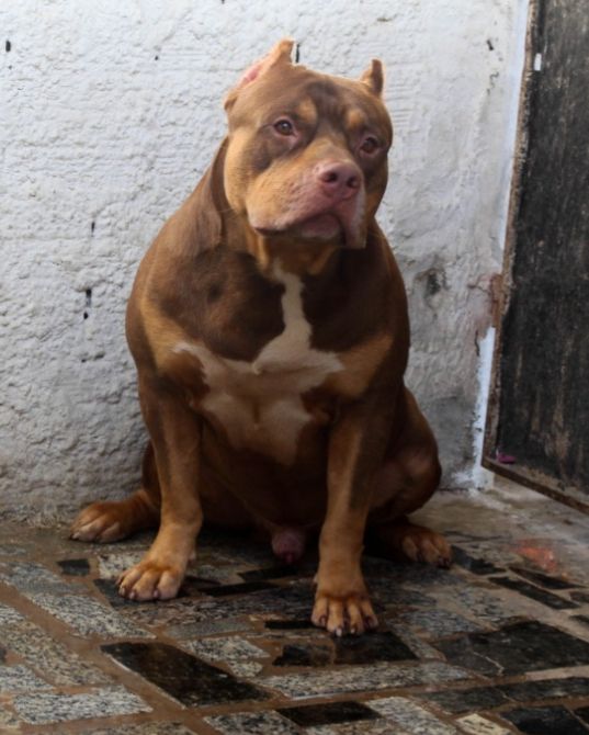 Photo of the dog