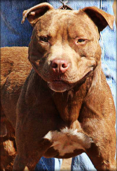 Photo of the dog