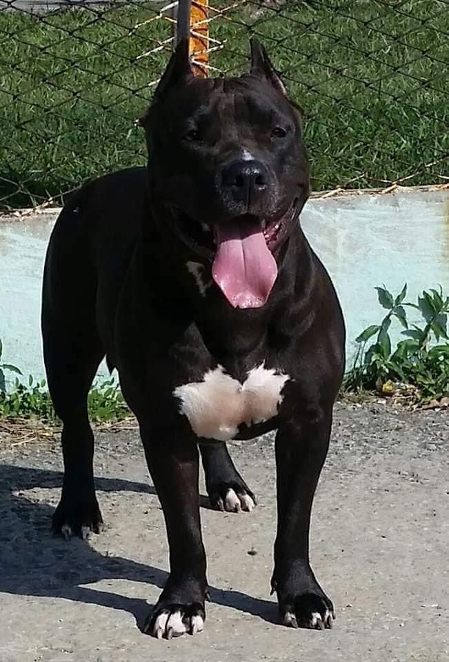 Photo of the dog