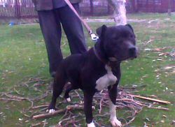 Photo of the dog