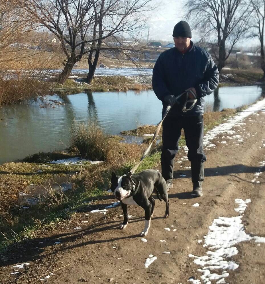 Photo of the dog