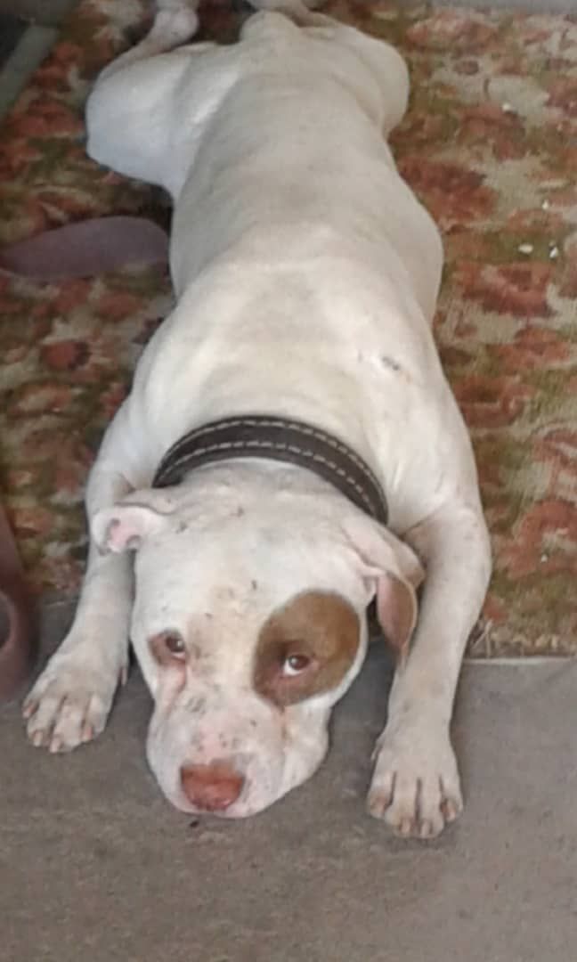 Photo of the dog