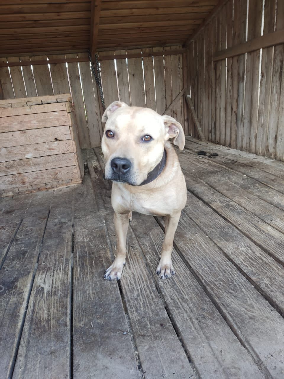Photo of the dog