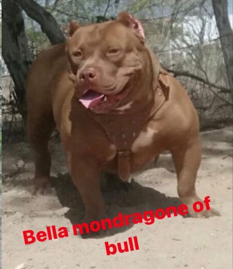 Photo of the dog