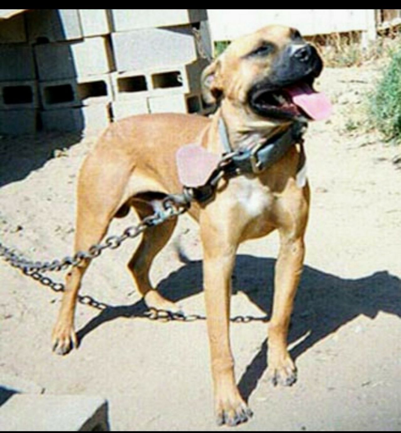 Photo of the dog