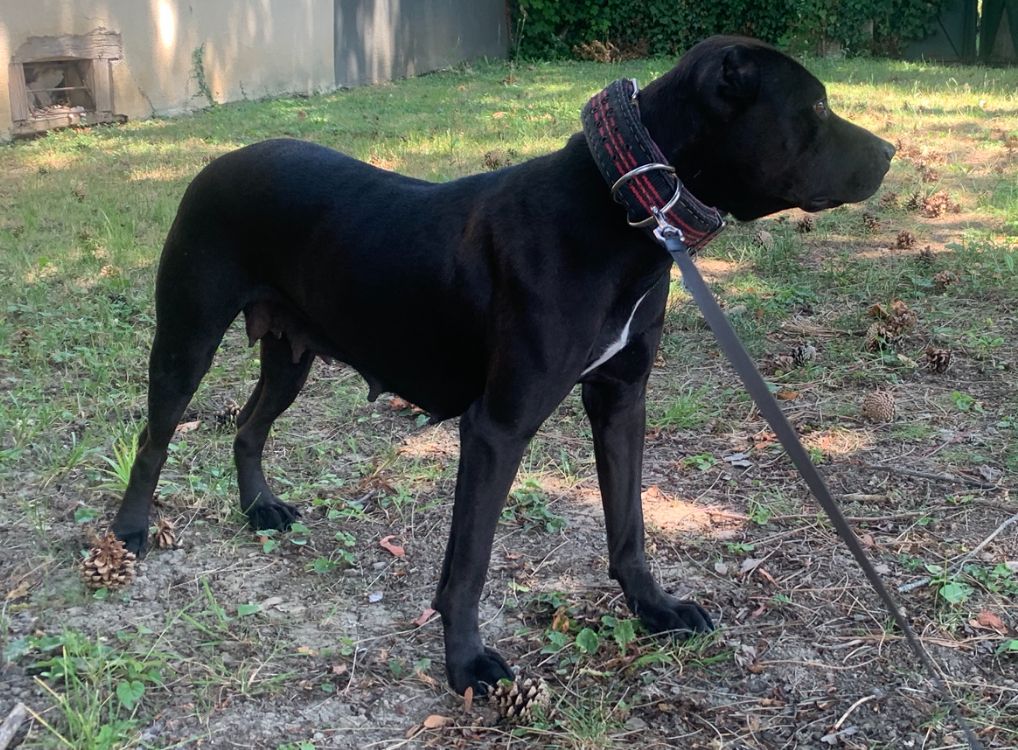 Photo of the dog