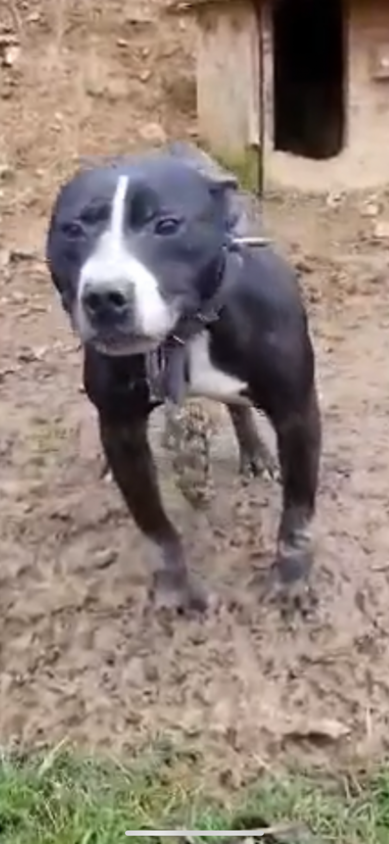 Photo of the dog