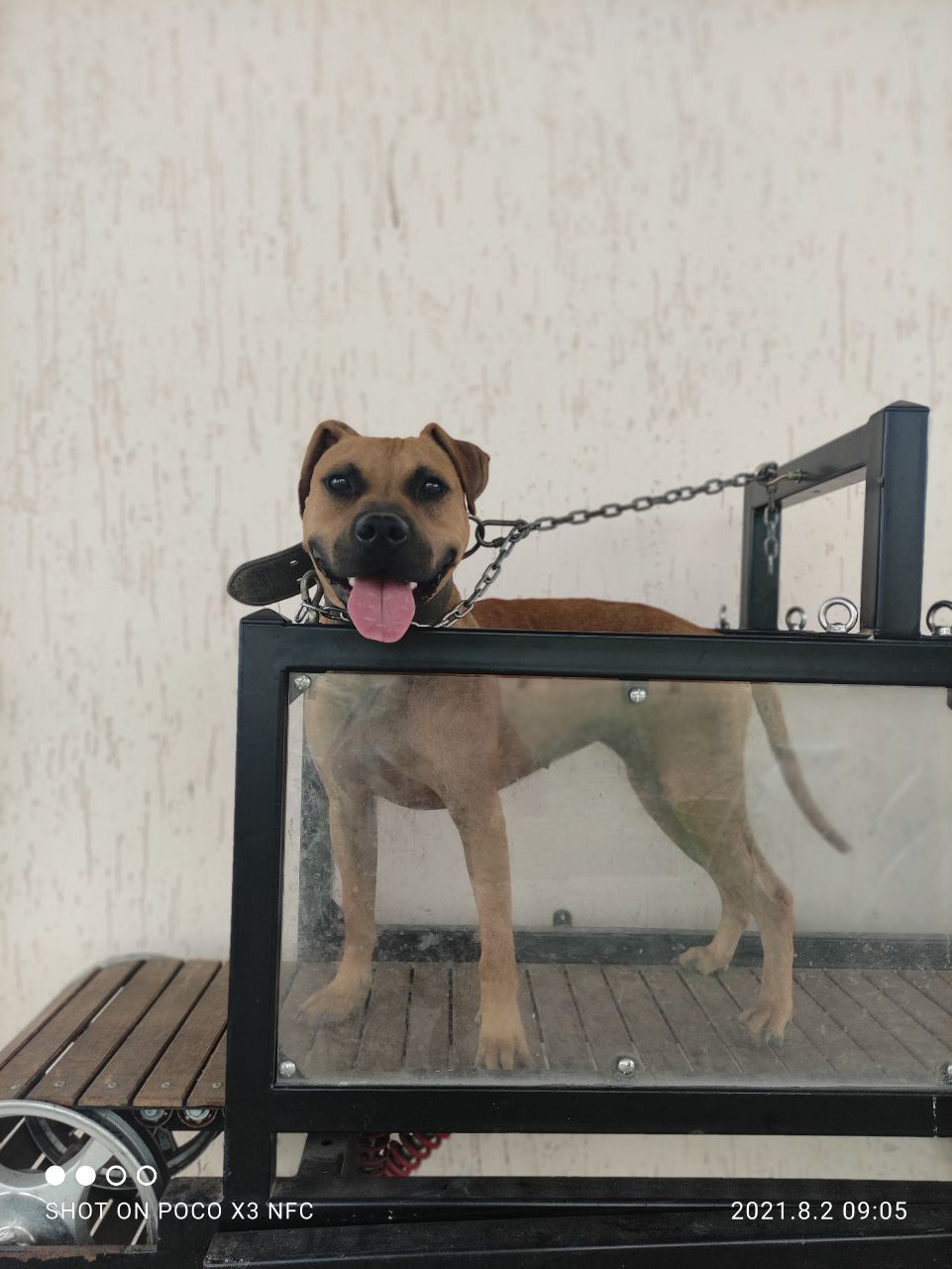 Photo of the dog