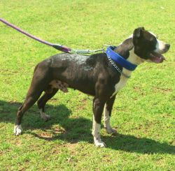 Photo of the dog