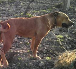 Photo of the dog