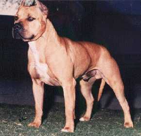 Photo of the dog