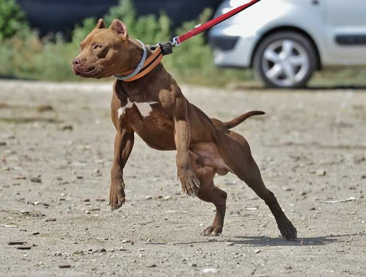 Photo of the dog